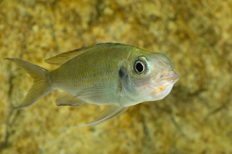 Ophthalmotilapia ventralis 'Kafyoko Point'